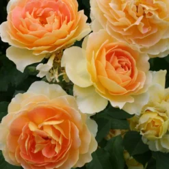 Rose 'Molineux' (Englische Rose) -Gartenpflanzen Verkaufsladen 2001640 Rose 20Molineux Englische 20Rose 3