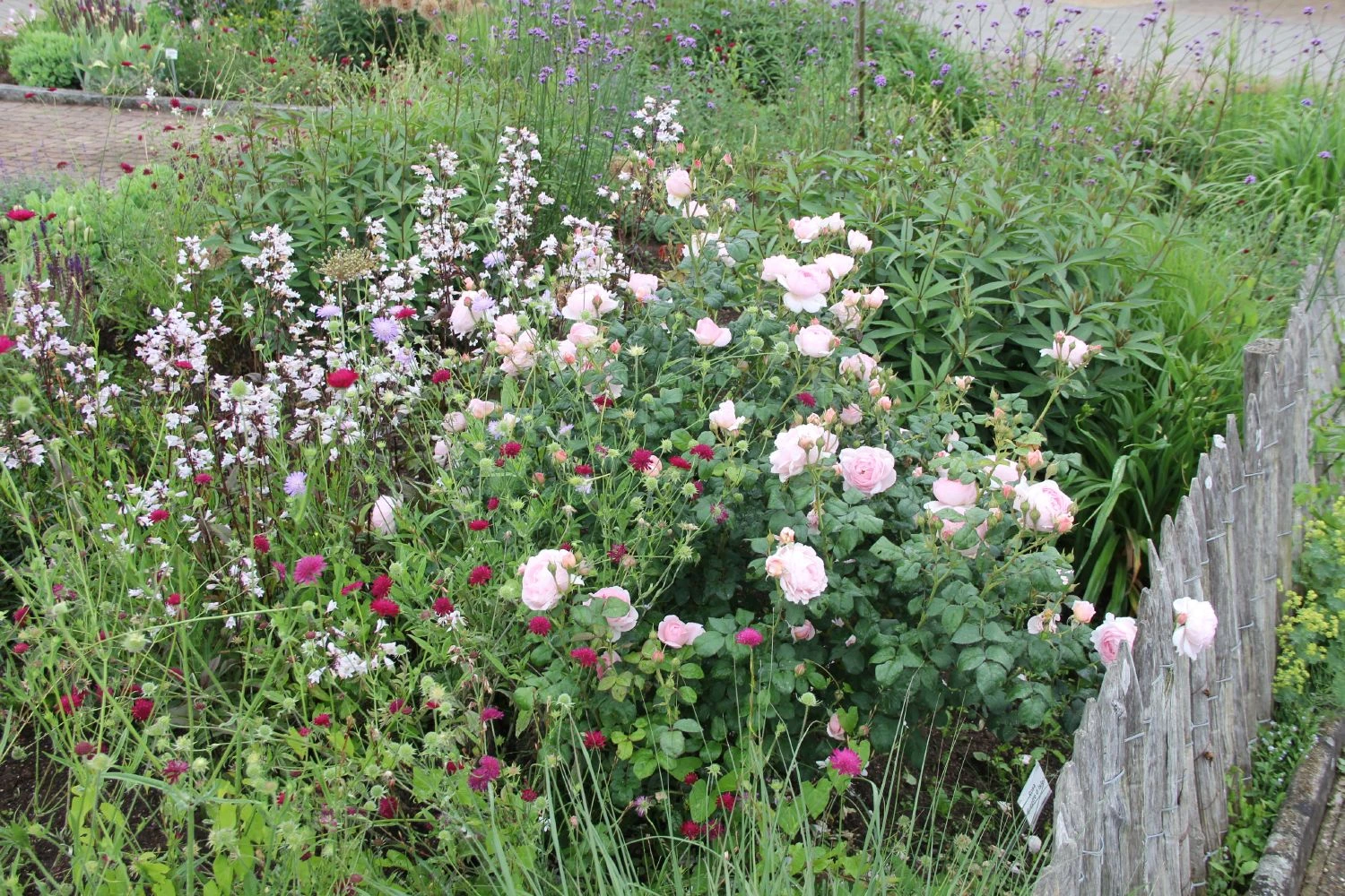 Rose 'Sceptre D´Isle' (Englische Rose) 4 Rose 'Sceptre D´Isle' (Englische Rose) – Bild 2