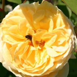 Rose 'The Pilgrim' (Englische Rose)