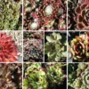 Sempervivum-Sortiment 10 Verschiedene Sorten (Garten-Hauswurz)