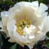 Paeonia Itoh-Hybride 'White Emperor' (Intersektionelle Pfingstrose)