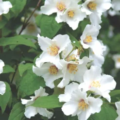 Philadelphus 'Belle Etoile' (Falscher Jasmin | Bauernjasmin)