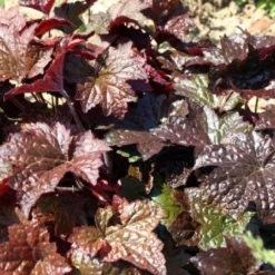 Beet In Feierlaune (Der Sommer Kann Kommen!) -Gartenpflanzen Verkaufsladen 2001804 Beet 20in 20Feierlaune Der 20Sommer 20kann 20kommen 11