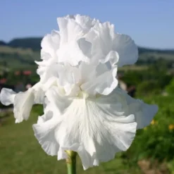 Beet In Feierlaune (Der Sommer Kann Kommen!) -Gartenpflanzen Verkaufsladen 2001804 Beet 20in 20Feierlaune Der 20Sommer 20kann 20kommen 12