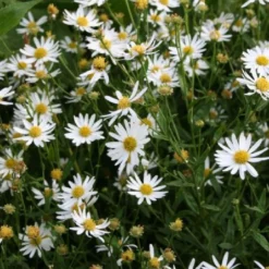 Beet In Feierlaune (Der Sommer Kann Kommen!) -Gartenpflanzen Verkaufsladen 2001804 Beet 20in 20Feierlaune Der 20Sommer 20kann 20kommen 13