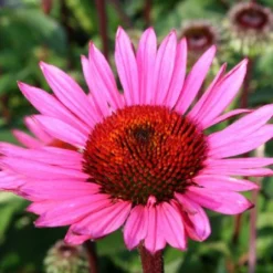 Beet In Feierlaune (Der Sommer Kann Kommen!) -Gartenpflanzen Verkaufsladen 2001804 Beet 20in 20Feierlaune Der 20Sommer 20kann 20kommen 6