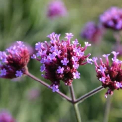 Kleines Sonnenbeet (Maximale Wirkung Auf Kleiner Fläche) -Gartenpflanzen Verkaufsladen 2001809 Kleines 20Sonnenbeet Maximale 20Wirkung 20auf 20kleiner 20Flaeche 11