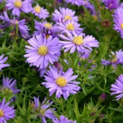 Kleines Sonnenbeet (Maximale Wirkung Auf Kleiner Fläche) -Gartenpflanzen Verkaufsladen 2001809 Kleines 20Sonnenbeet Maximale 20Wirkung 20auf 20kleiner 20Flaeche 3