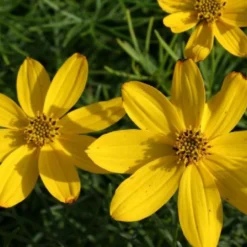 Kleines Sonnenbeet (Maximale Wirkung Auf Kleiner Fläche) -Gartenpflanzen Verkaufsladen 2001809 Kleines 20Sonnenbeet Maximale 20Wirkung 20auf 20kleiner 20Flaeche 4