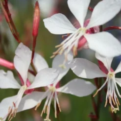 Kleines Sonnenbeet (Maximale Wirkung Auf Kleiner Fläche) -Gartenpflanzen Verkaufsladen 2001809 Kleines 20Sonnenbeet Maximale 20Wirkung 20auf 20kleiner 20Flaeche 5