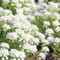 Kleines Sonnenbeet (Maximale Wirkung Auf Kleiner Fläche) -Gartenpflanzen Verkaufsladen 2001809 Kleines 20Sonnenbeet Maximale 20Wirkung 20auf 20kleiner 20Flaeche 6