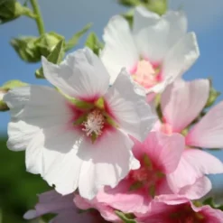 Kleines Sonnenbeet (Maximale Wirkung Auf Kleiner Fläche) -Gartenpflanzen Verkaufsladen 2001809 Kleines 20Sonnenbeet Maximale 20Wirkung 20auf 20kleiner 20Flaeche 8