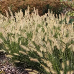 Kleines Sonnenbeet (Maximale Wirkung Auf Kleiner Fläche) -Gartenpflanzen Verkaufsladen 2001809 Kleines 20Sonnenbeet Maximale 20Wirkung 20auf 20kleiner 20Flaeche 9