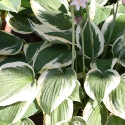 Licht Und Schatten (Schönes Für Dunkle Gartenecken) -Gartenpflanzen Verkaufsladen 2001839 Licht 20und 20Schatten Schoenes 20fuer 20dunkle 20Gartenecken 11