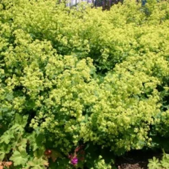 Licht Und Schatten (Schönes Für Dunkle Gartenecken) -Gartenpflanzen Verkaufsladen 2001839 Licht 20und 20Schatten Schoenes 20fuer 20dunkle 20Gartenecken 3