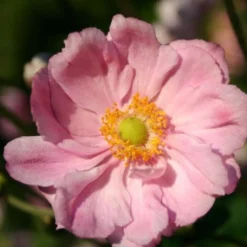 Licht Und Schatten (Schönes Für Dunkle Gartenecken) -Gartenpflanzen Verkaufsladen 2001839 Licht 20und 20Schatten Schoenes 20fuer 20dunkle 20Gartenecken 4