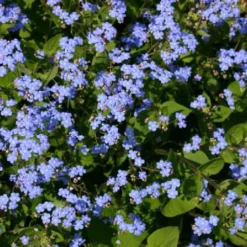 Licht Und Schatten (Schönes Für Dunkle Gartenecken) -Gartenpflanzen Verkaufsladen 2001839 Licht 20und 20Schatten Schoenes 20fuer 20dunkle 20Gartenecken 6