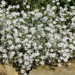 Neverending (Ausdauernde Blütenfreude Durchs Jahr) 27 Neverending (Ausdauernde Blütenfreude Durchs Jahr) -Gartenpflanzen Verkaufsladen 2001840 Neverending Ausdauernde 20Bluetenfreude 20durchs 20Jahr 11