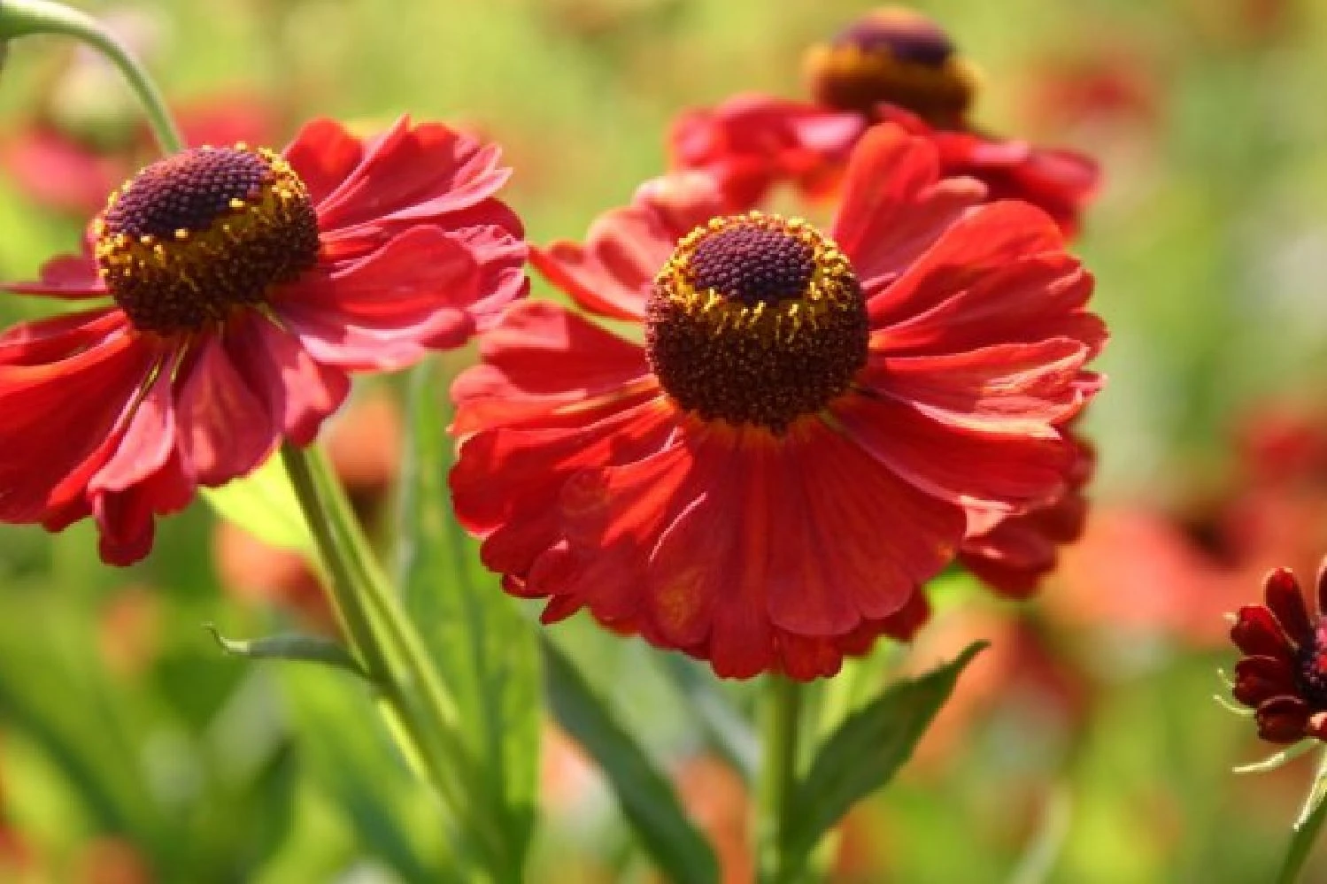 Neverending (Ausdauernde Blütenfreude Durchs Jahr) 14 Neverending (Ausdauernde Blütenfreude Durchs Jahr) – Bild 12