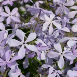 Neverending (Ausdauernde Blütenfreude Durchs Jahr) 31 Neverending (Ausdauernde Blütenfreude Durchs Jahr) -Gartenpflanzen Verkaufsladen 2001840 Neverending Ausdauernde 20Bluetenfreude 20durchs 20Jahr 15