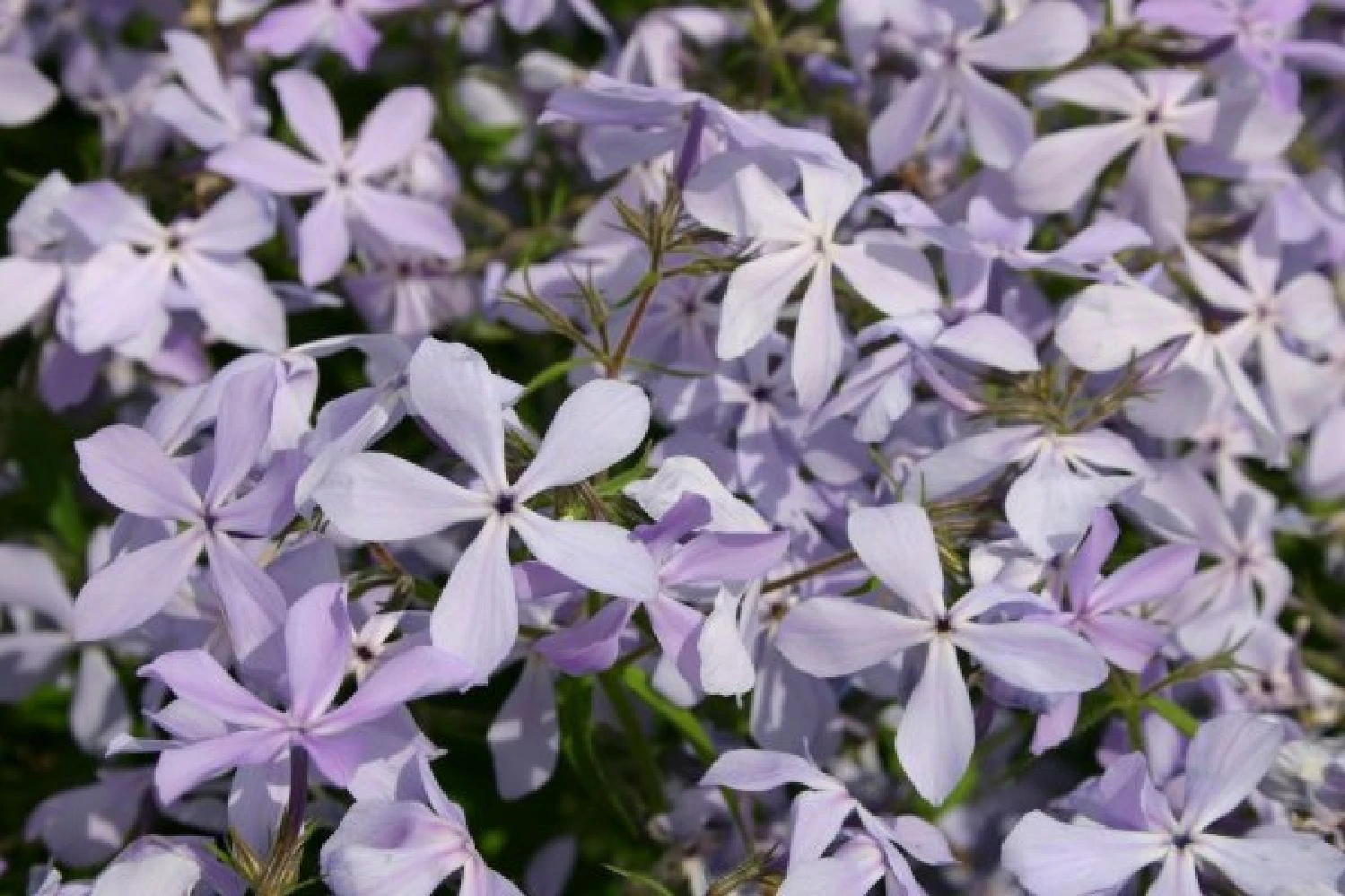 Neverending (Ausdauernde Blütenfreude Durchs Jahr) 17 Neverending (Ausdauernde Blütenfreude Durchs Jahr) – Bild 15