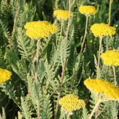 Neverending (Ausdauernde Blütenfreude Durchs Jahr) 19 Neverending (Ausdauernde Blütenfreude Durchs Jahr) -Gartenpflanzen Verkaufsladen 2001840 Neverending Ausdauernde 20Bluetenfreude 20durchs 20Jahr 3