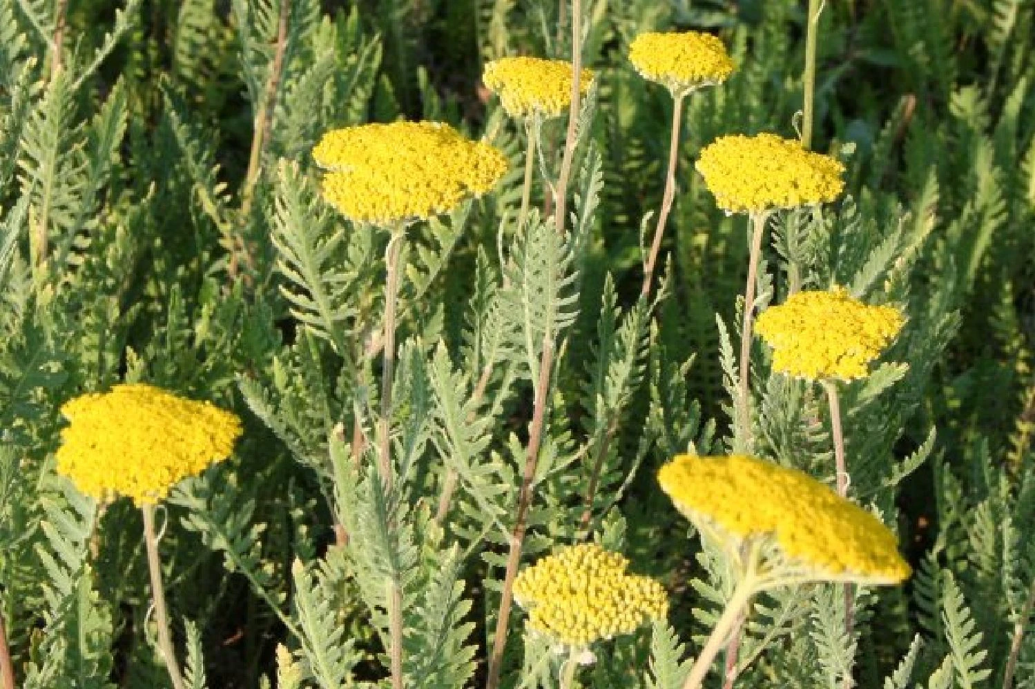 Neverending (Ausdauernde Blütenfreude Durchs Jahr) 5 Neverending (Ausdauernde Blütenfreude Durchs Jahr) – Bild 3