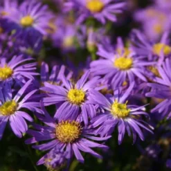 Neverending (Ausdauernde Blütenfreude Durchs Jahr) 20 Neverending (Ausdauernde Blütenfreude Durchs Jahr) -Gartenpflanzen Verkaufsladen 2001840 Neverending Ausdauernde 20Bluetenfreude 20durchs 20Jahr 4