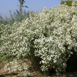 Neverending (Ausdauernde Blütenfreude Durchs Jahr) 21 Neverending (Ausdauernde Blütenfreude Durchs Jahr) -Gartenpflanzen Verkaufsladen 2001840 Neverending Ausdauernde 20Bluetenfreude 20durchs 20Jahr 5