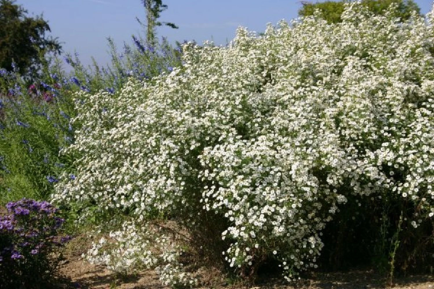 Neverending (Ausdauernde Blütenfreude Durchs Jahr) 7 Neverending (Ausdauernde Blütenfreude Durchs Jahr) – Bild 5