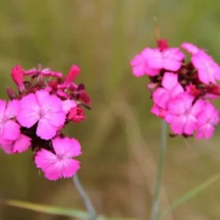 Neverending (Ausdauernde Blütenfreude Durchs Jahr) 24 Neverending (Ausdauernde Blütenfreude Durchs Jahr) -Gartenpflanzen Verkaufsladen 2001840 Neverending Ausdauernde 20Bluetenfreude 20durchs 20Jahr 8