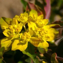 Neverending (Ausdauernde Blütenfreude Durchs Jahr) 25 Neverending (Ausdauernde Blütenfreude Durchs Jahr) -Gartenpflanzen Verkaufsladen 2001840 Neverending Ausdauernde 20Bluetenfreude 20durchs 20Jahr 9