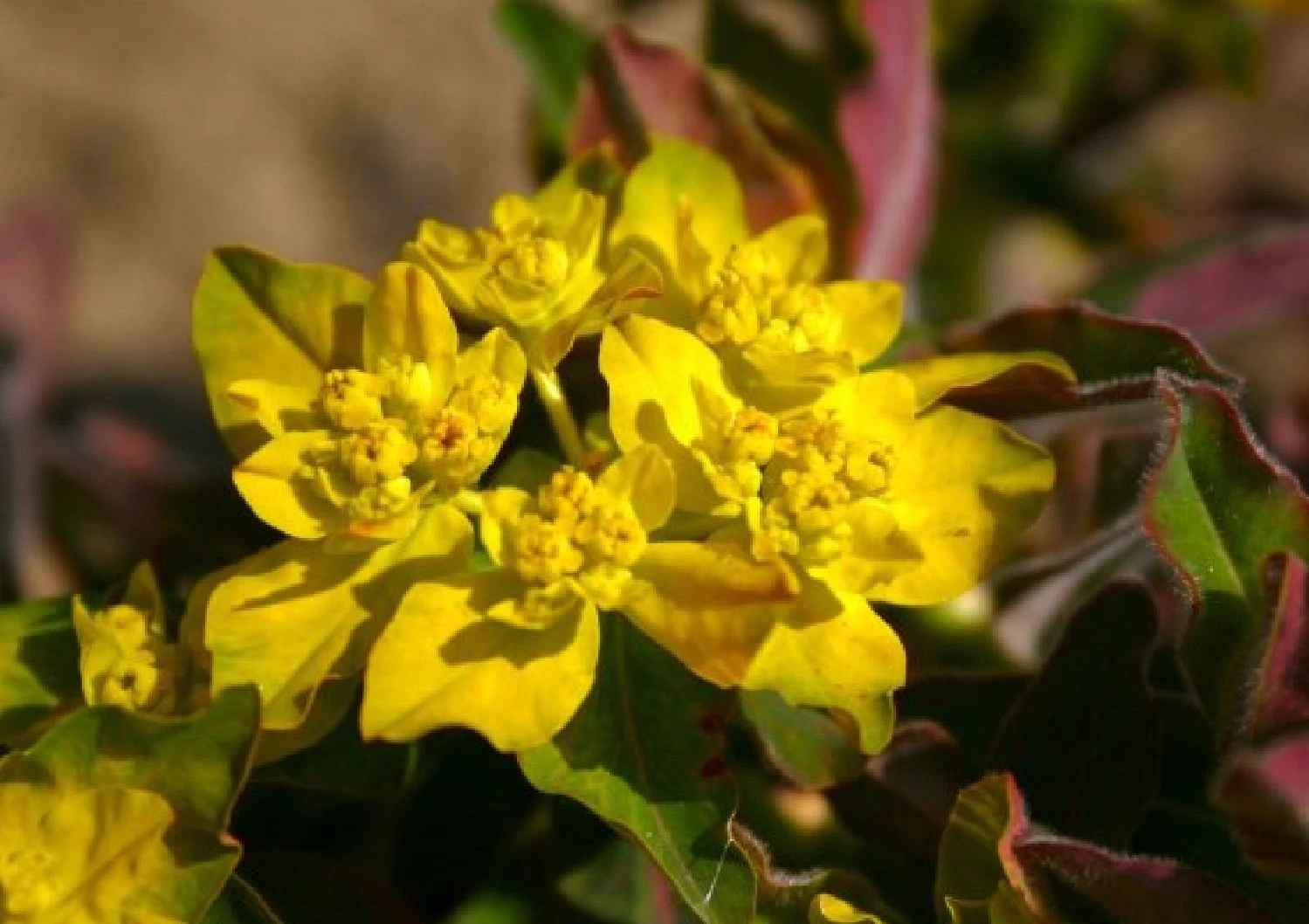 Neverending (Ausdauernde Blütenfreude Durchs Jahr) 11 Neverending (Ausdauernde Blütenfreude Durchs Jahr) – Bild 9