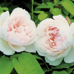 Rose 'The Generous Gardener' (Englische Rose)