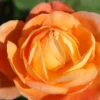 Rose 'Lady Emma Hamilton' (Englische Rose)