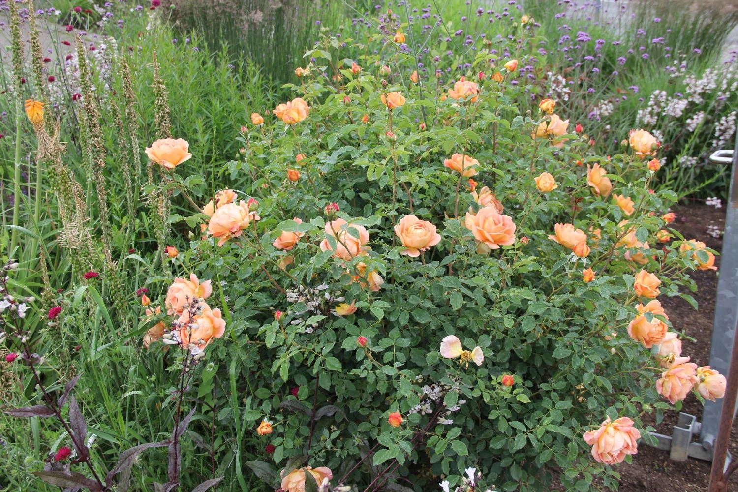 Rose 'Lady Emma Hamilton' (Englische Rose) 4 Rose 'Lady Emma Hamilton' (Englische Rose) – Bild 2