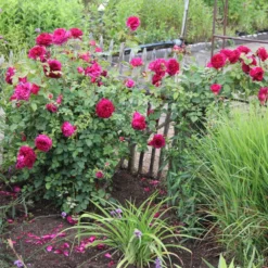 Titelseite -Gartenpflanzen Verkaufsladen 2001930 Rose 20Munstead 20Wood Englische 20Rose 2