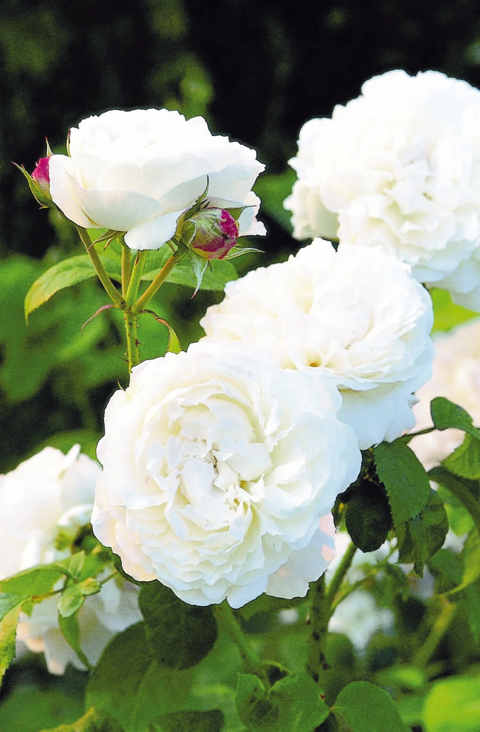 Rose 'Winchester Cathedral' (Englische Rose) 3 Rose 'Winchester Cathedral' (Englische Rose)