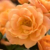 Rose 'Apricot Clementine' (Zwergrose) 2 Rose 'Apricot Clementine' (Zwergrose) -Gartenpflanzen Verkaufsladen 2001986 Rose 20Apricot 20Clementine Zwergrose 1