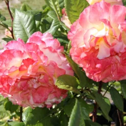 Rose 'Aquarell' (Beetrose) -Gartenpflanzen Verkaufsladen 2001989 Rose 20Aquarell Beetrose 2