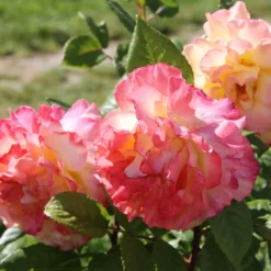 Rose 'Aquarell' (Beetrose) -Gartenpflanzen Verkaufsladen 2001989 Rose 20Aquarell Beetrose 3