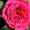 Rose 'Johann Wolfgang Von Goethe' (Edelrose)
