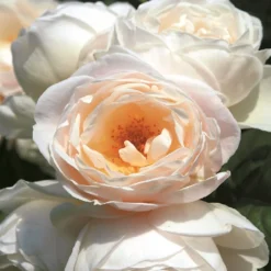Rose 'Uetersener Klosterrose' (Kletterrose)