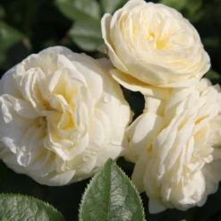 Rose 'Artemis' (Strauchrose)