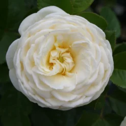 Rose 'Artemis' (Strauchrose) -Gartenpflanzen Verkaufsladen 2002002 Rose 20Artemis Strauchrose 3