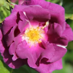Rose 'Rhapsody In Blue' (Strauchrose)