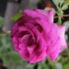 Rose 'Climbing Violette Parfumée' (Kletterrose) -Gartenpflanzen Verkaufsladen 2002016 Rose 20Climbing 20Violette 20Parfume Kletterrose 1 a93ca40c c8dc 4532 bf02 9466203a6648