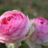 Rose 'Eden Rose' (Strauchrose)