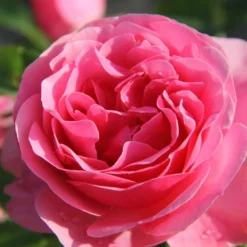 Rose 'Leonardo Da Vinci' (Beetrose)