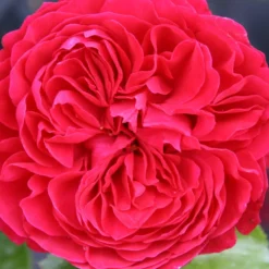 Rose 'Red Leonardo Da Vinci' (Beetrose)